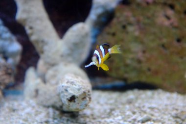 Sarı kuyruklu palyaço balığı, (Amphiprion clarkii)