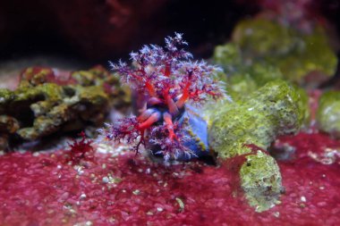 Deniz elması, (Pseudocolochirus violaceus)
