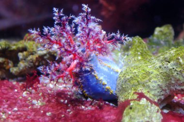 Deniz elması, (Pseudocolochirus violaceus)