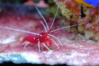 Kan kırmızısı ateş karidesi, (Lysmata debelius)