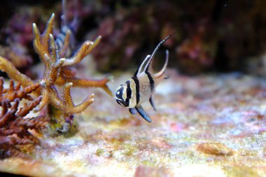 Banggai Kardinalbalığı, (Pterapogon kauderni)