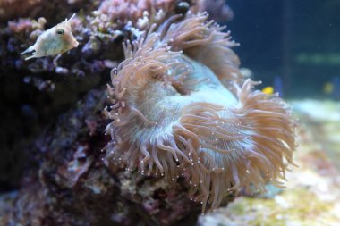 Kabarcık uçlu şakayık, (Entacmaea dörtlü rengi)