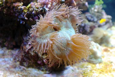 Kabarcık uçlu şakayık, (Entacmaea dörtlü rengi)