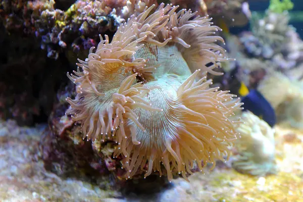 Kabarcık uçlu şakayık, (Entacmaea dörtlü rengi)