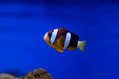 Sarı kuyruklu palyaço balığı, (Amphiprion clarkii)