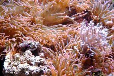 Kabarcık uçlu şakayık, (Entacmaea dörtlü rengi)