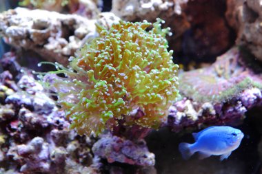 Kabarcık uçlu şakayık, (Entacmaea dörtlü rengi)