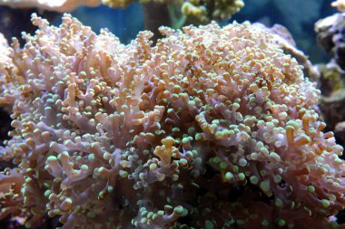 Kabarcık uçlu şakayık, (Entacmaea dörtlü rengi)