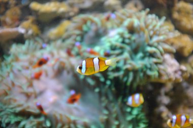 Sarı kuyruklu palyaço balığı, (Amphiprion clarkii)