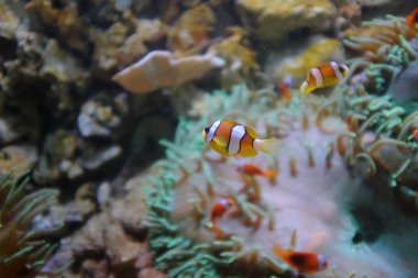 Sarı kuyruklu palyaço balığı, (Amphiprion clarkii)