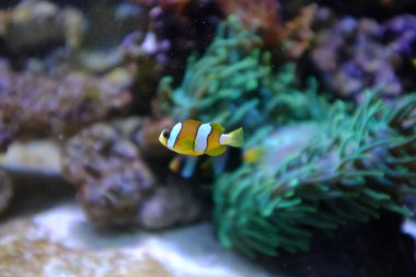Sarı kuyruklu palyaço balığı, (Amphiprion clarkii)