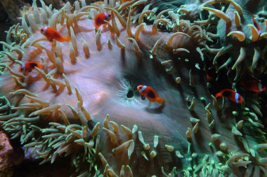 Sarı kuyruklu palyaço balığı, (Amphiprion clarkii) ve Tarçın palyaçosu, (Amphiprion melanopus)
