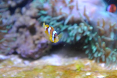 Sarı kuyruklu palyaço balığı, (Amphiprion clarkii)