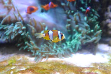 Sarı kuyruklu palyaço balığı, (Amphiprion clarkii)