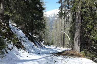 Dağlık ormanlarda karlı yürüyüş patikaları ve arka planda dağ zirveleri, İsviçre.