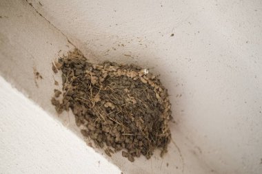 Binanın tavanına bir kırlangıç yuvası inşa edilmiş. Kentsel yaban hayatı ve kuşların insan çevresine uyum sağlaması gibi..