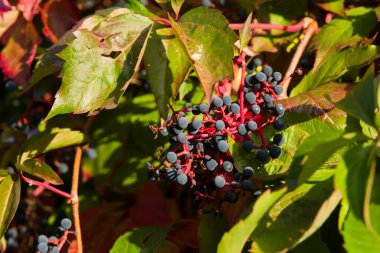 Virginia sarmaşığının (Parthenocissus quinquefolia) mavi böğürtlen kümeleri ve renkli kırmızı-yeşil sonbahar yapraklarıyla yakın çekimi. Süslü tırmanma tesisi, zehirli meyveler.