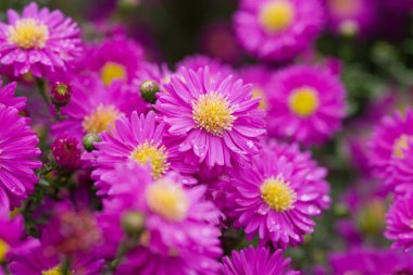 Sedum melezi Joyce Henderson 'ın parlak mor çiçekli ve sarı merkezli Macro fotoğrafı. Bahçede uzun ömürlü süslemeler..
