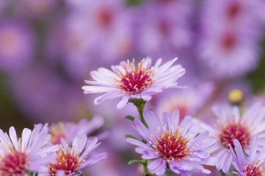 Aster Pringlei Phoebe 'nin mor çiçekli ve sarı merkezli Macro fotoğrafı. Bahçede açan süs pantolonu..