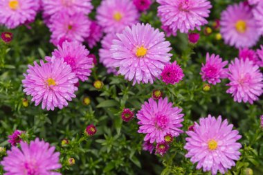 Aster Dumosus Rosenwichtel, yoğun kümeler halinde açan pembe-mor papatya benzeri çiçeklerle. aster ailesinde her daim popüler bir bahçe..