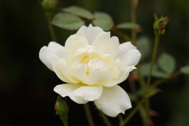 Zarif beyaz çiçekleri katmanlı taç yapraklarına açılıp bahçelere ve konteynırlara cazibe katan minyatür bir gül tarlası..