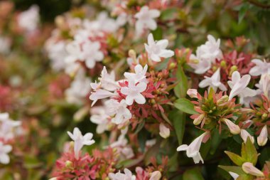 Abelia x grandiflora 'ya yakın çekim. Nazik beyaz tüp çiçekleri ve kırmızımsı kalsiyumları var. Bahçelerde yetişen süslü çalılar..