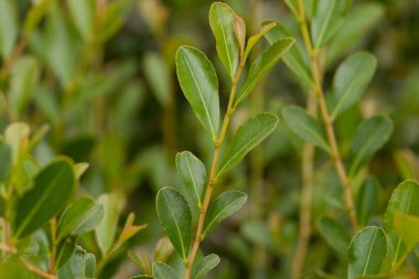 Doğu Afrika 'ya ve Inidan Okyanusu' na özgü, tıbbi özellikleri ve doğal güzelliği için değerli yaprakları olan Evergreen fundalığı..