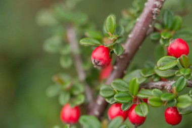 Cotoneaster kaşmirine yakın plan, parlak yeşil yaprakları ve canlı kırmızı meyveleri olan bir Kaşmir bitkisi, bilinen adıyla Kashmir kotonaster..