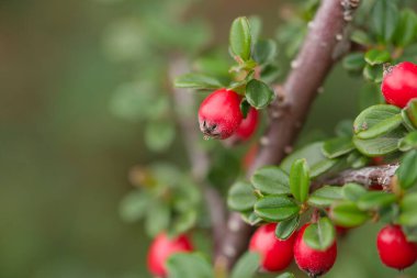 Cotoneaster kaşmirine yakın plan, parlak yeşil yaprakları ve canlı kırmızı meyveleri olan bir Kaşmir bitkisi, bilinen adıyla Kashmir kotonaster..