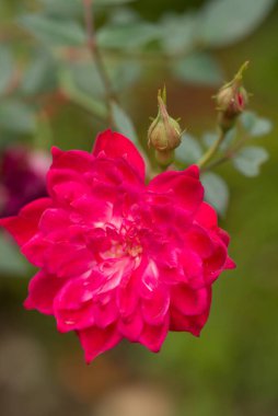 Rosa Hybr 'ın yakın çekimi. Nostalji, canlı kırmızı çiçekleri ve gür yaprakları olan melez bir gül yetiştiricisi..