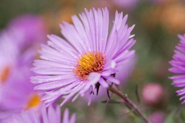 Uzun ömürlü, çarpıcı mor taç yaprakları ve sarı merkezleri var. Kuzey Amerika 'ya özgü. Arılar ve kelebekler tarafından sevilen bir yaz sonu çiçeği.
