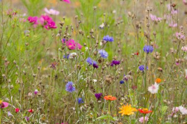 Çiçek açan mavi çiçek ve diğer canlı çiçeklerle dolu renkli kır çayırları yaz biyolojik çeşitliliğinin güzelliğini yakalıyor..