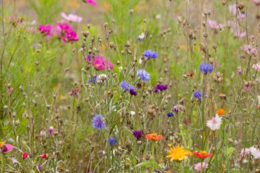 Çiçek açan mavi çiçek ve diğer canlı çiçeklerle dolu renkli kır çayırları yaz biyolojik çeşitliliğinin güzelliğini yakalıyor..