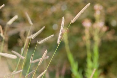 Mavi grama, tarağa benzer tohum başlarıyla Kuzey Amerika bozkırlarına özgü narin bir süs otudur. Kuru, güneşli yaşam alanlarında yetişir ve yoğun kayalar oluşturur..