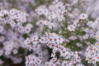 Yaz sonu ve sonbaharda bitkiyi kaplayan narin beyaz ve soluk levander çiçekleri. Polen taşıyıcıları çeken dayanıklı bir Kuzey Amerika paskalyası.