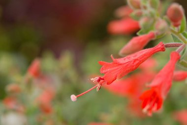 Zauschneria caliponica 'nın parlak kırmızı boru çiçekleri, Kaliforniya fuşya çiçeği olarak da bilinir, yaz sonlarında ve sonbaharda sinekkuşlarını cezbeder. Amerika 'nın batısına özgü kuraklığa dayanıklı bir daimi yıl..