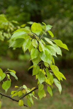 Sonbaharın başlarında Osage portakal ağacının taze yeşil yaprakları. Basit, parlak yapraklar, kendine özgü meyveleri ve güçlü odunlarıyla bilinen bu dayanıklı Kuzey Amerika türünün canlılığını yansıtıyor..