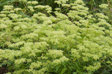 Uzun sapları üzerinde küçük sarımsı beyaz çiçek kümeleri olan uzun ömürlü. Yaz sonlarında tomurcuklanır, tozlaştırıcıları cezbeder. Doğu Asya 'ya özgü, sık sık doğaüstü bahçelerde kullanılır..