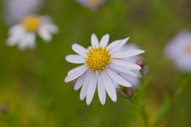 Japonya ve Kore 'den zarif bir mor paskalya. Sonbahar çiçekleri ve parlak sarı merkeziyle tanınır. Serin mevsim bahçelerine renk katan büyüleyici bir tür..