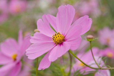 Yumuşak yaprakları ve altın bir merkezi olan pembe bir kozmos çiçeğinin yakın çekimi, ılık güneş ışığında güzel bir şekilde parlıyor..