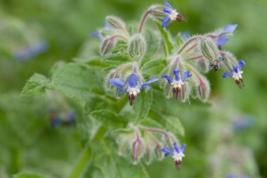 Yumuşak yeşil bir zemin üzerinde duran tüylü sapları ve tomurcukları olan narin mavi, yıldız şeklinde çiçekler..