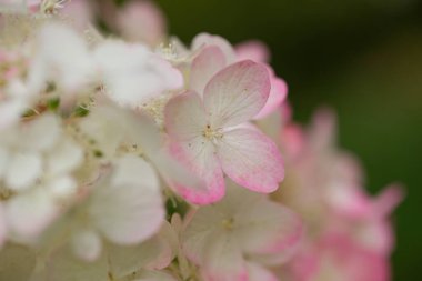 Yaz ve sonbaharda açan koni şeklindeki beyaz ve pembe çiçek kümeleriyle yaprak döken bir çalılık. Bahçelerde uzun ömürlü ve narin çiçekleriyle popüler..