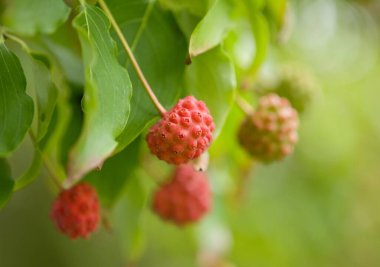 Cornus Kousa Samanyolu 'nun parlak kırmızı meyveleri, aynı zamanda Japon Dogwood olarak da bilinir, yaz sonlarında yeşil yaprakların arasında asılı durur..