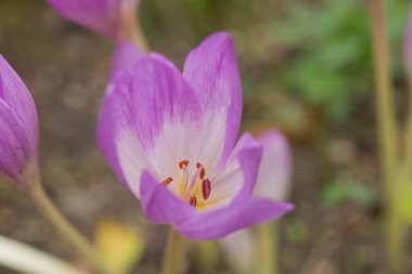 Narin mor-pembe sonbahar güz gülü (Colchicum speciosum) çiçeği, güzelliğiyle tanınır ama çok zehirlidir..
