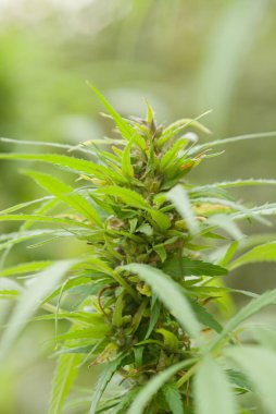 Kenevir, lifleri, tohumları ve tıbbi kullanım alanları için yetiştirilen Cannabaceae ailesinden çok yönlü bir bitki. Uzun sapları ve tırtıklı yaprakları var..
