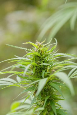 Kenevir, lifleri, tohumları ve tıbbi kullanım alanları için yetiştirilen Cannabaceae ailesinden çok yönlü bir bitki. Uzun sapları ve tırtıklı yaprakları var..