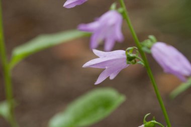 Güneydoğu Asya 'ya özgü narin mor çiçek, çan şeklindeki çiçekleri ve yumuşak taç yapraklarıyla tanınıyor. Herhangi bir süs bahçesine büyüleyici bir katkı..