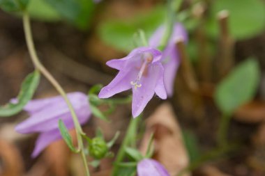 Güneydoğu Asya 'ya özgü narin mor çiçek, çan şeklindeki çiçekleri ve yumuşak taç yapraklarıyla tanınıyor. Herhangi bir süs bahçesine büyüleyici bir katkı..