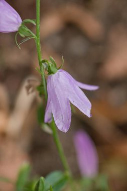 Güneydoğu Asya 'ya özgü narin mor çiçek, çan şeklindeki çiçekleri ve yumuşak taç yapraklarıyla tanınıyor. Herhangi bir süs bahçesine büyüleyici bir katkı..