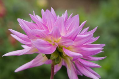 Büyük leylak pembesi çiçekleri ve kremsi merkezleri olan gösterişli bir yıldız çiçeği çeşidi. Çarpıcı renk gradyanı ve gür yapraklarıyla bahçelerde popülerdir..